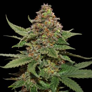 Strawberry Cough