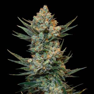 Tangie Auto