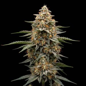 Trainwreck