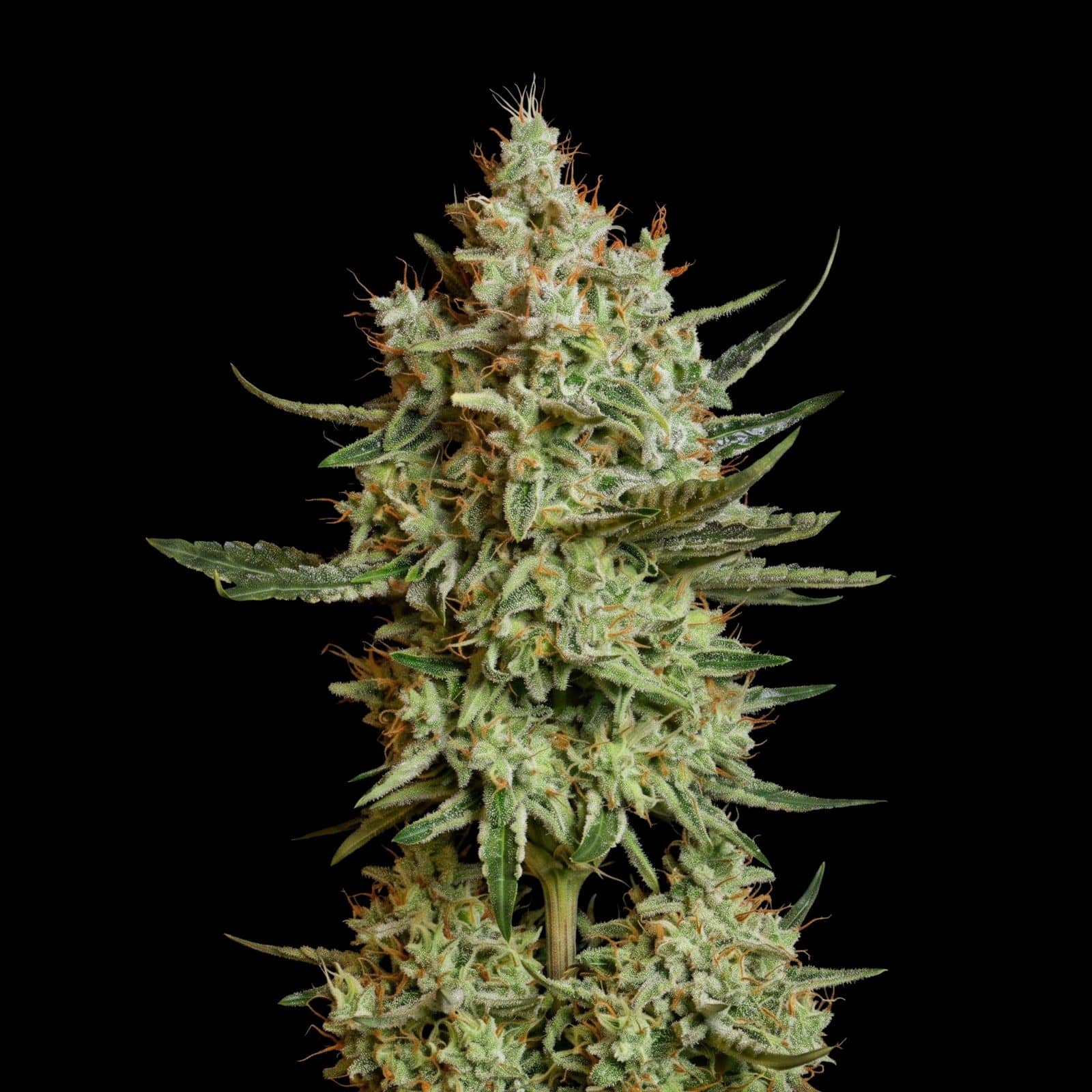 Trainwreck Kush Auto