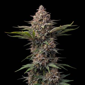 Critical Mass CBD