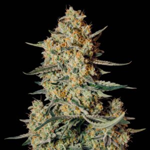Himalaya Gold CBD