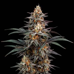 Jack Herer Fast Version