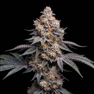 Mandarine Zkittlez Fast Version