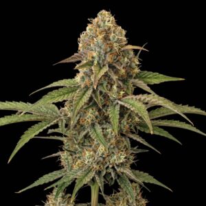 Sunset Sherbet