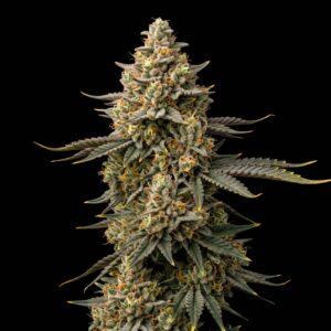 Silverback OG