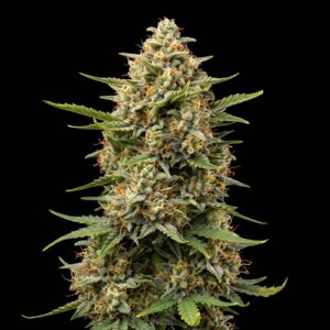 Super Skunk