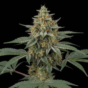 Widow Chem